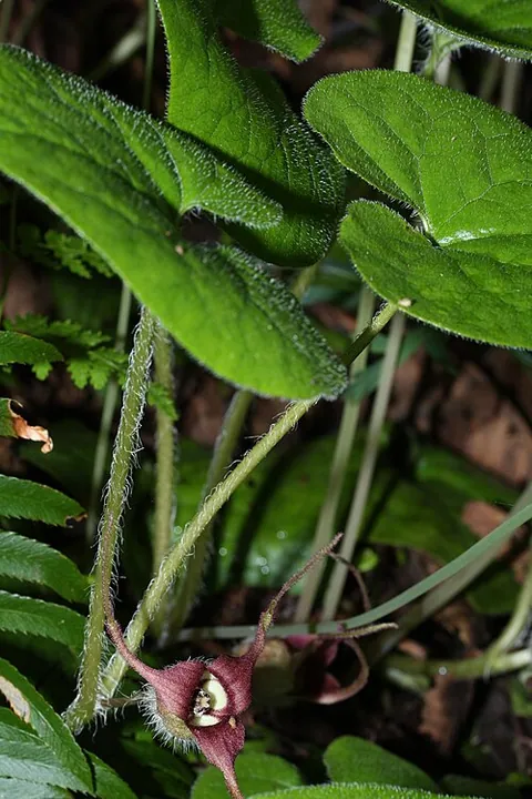 Asarum