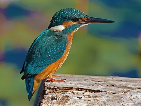 Martin-pêcheur
