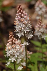 Tiarella