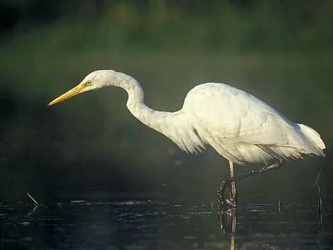 Héron