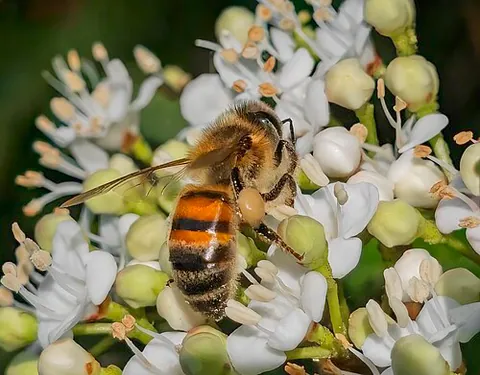 Abeille domestique