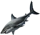Great white shark