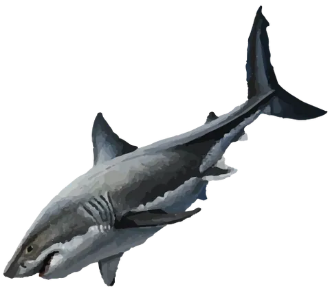 Grand requin blanc