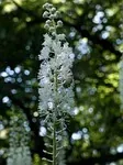 Actaea