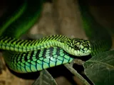 Serpent des arbres