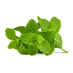 Vert menthe