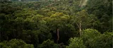 Forêt amazonienne