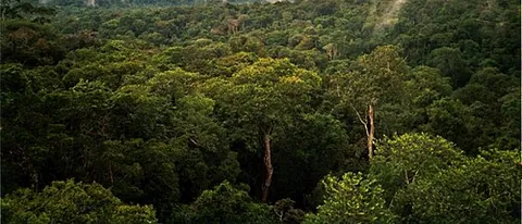 Forêt amazonienne
