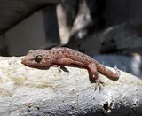Gecko nocturne