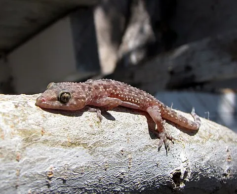 Gecko nocturne