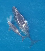 Baleine