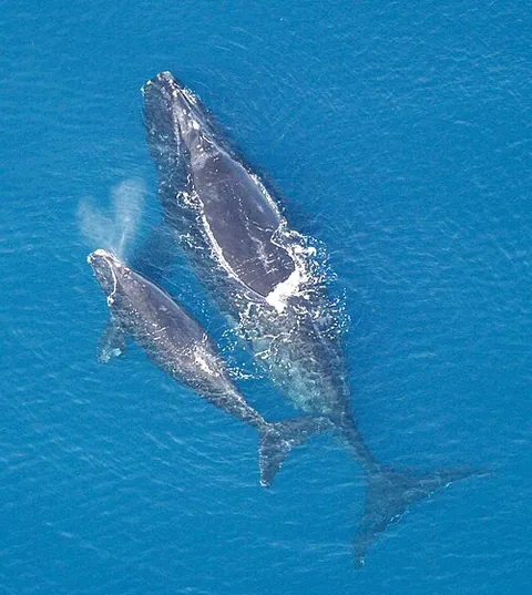 Baleine