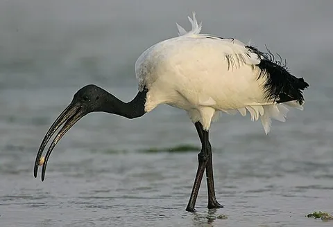 Ibis