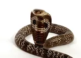 Cobra