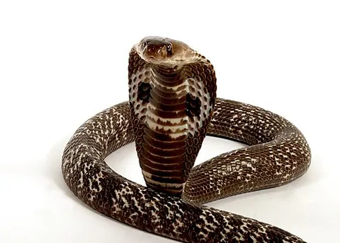 Cobra