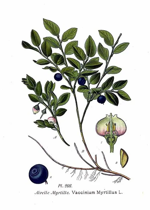 Myrtille