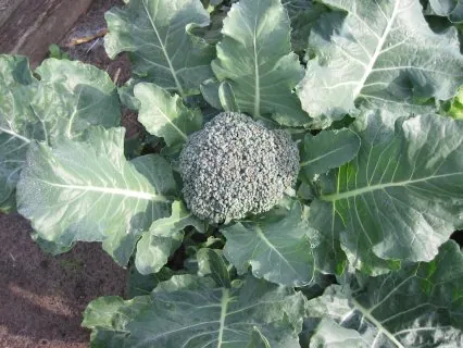 Brocoli