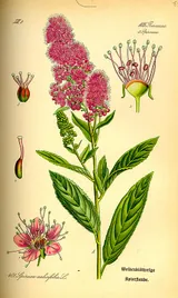 Spirée