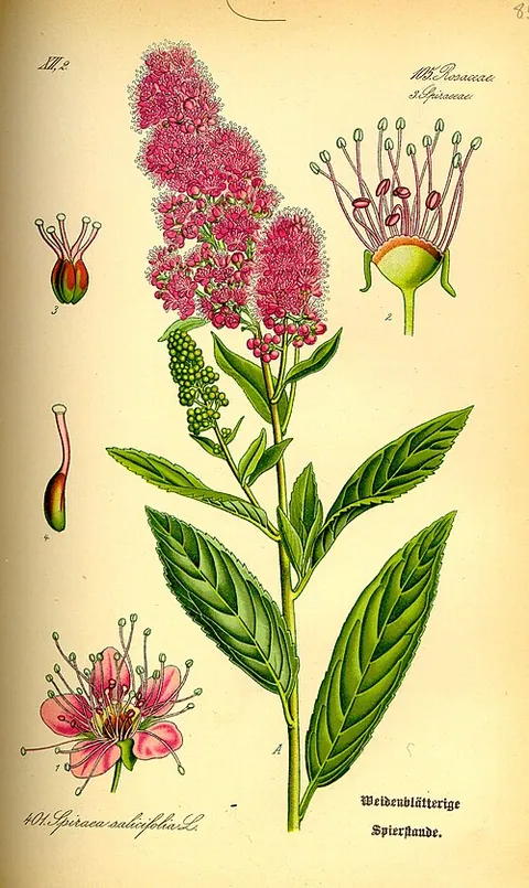 Spirée
