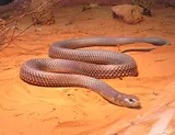 Serpent royal