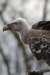 Vautour