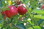 Vert pomme