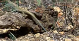 Lézard à queue de fouet