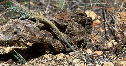 Lézard à queue de fouet