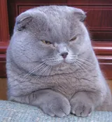 Scottish fold