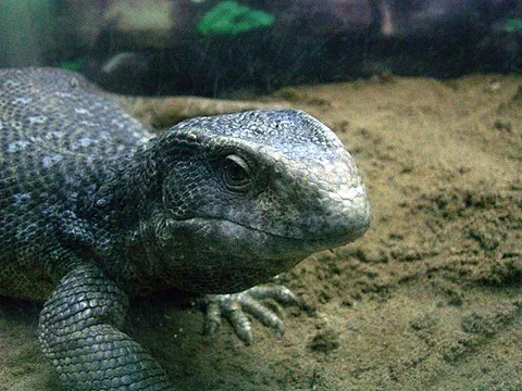 Varan des savanes