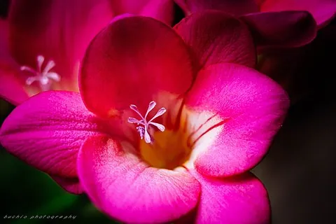 Freesia
