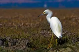 Aigrette neigeuse