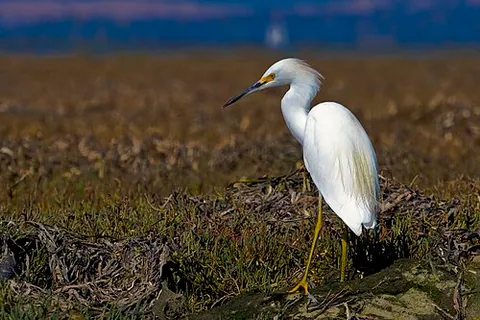 Aigrette neigeuse