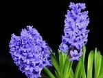 Jacinthe