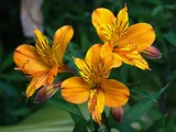 Alstroemeria