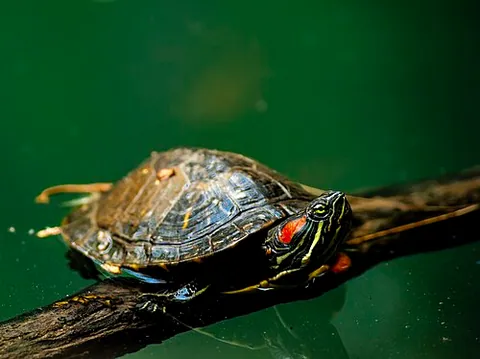 Tortue de Floride