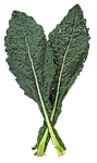 Kale (chou frisé)