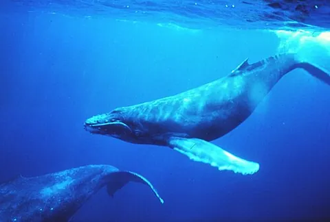 Baleine à bosse