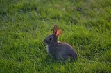 Lapin