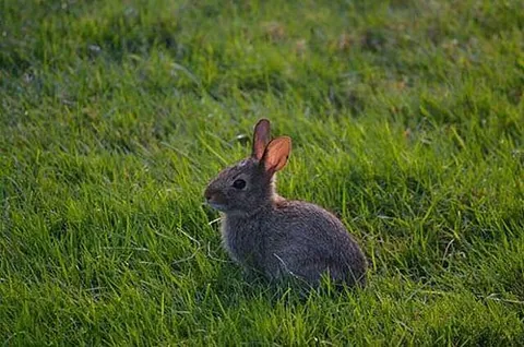 Lapin