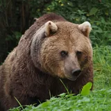 Ours