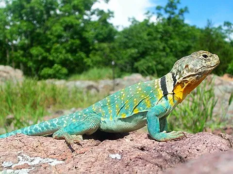Lézard à collier