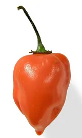 Piment habanero