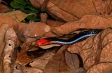 Serpent corail bleu