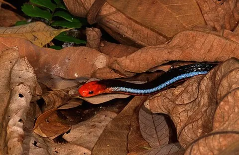 Serpent corail bleu