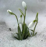 Perce-neige