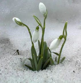 Perce-neige