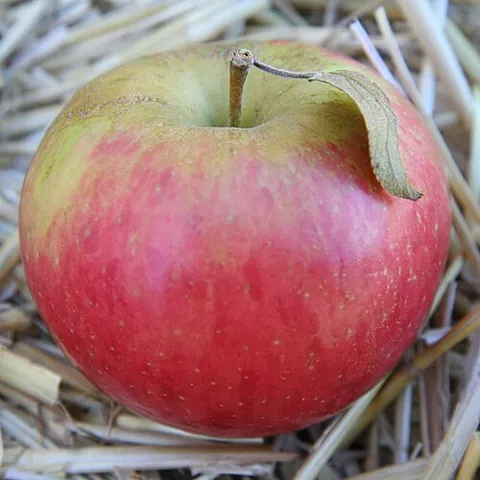 Pomme