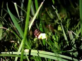 Glowworm
