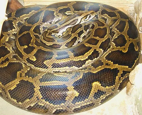 Python